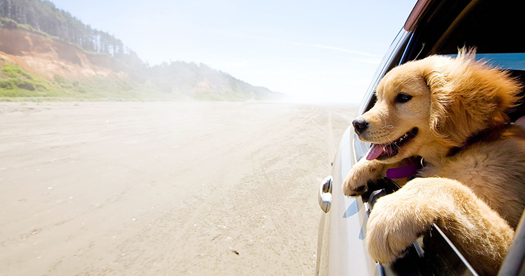 A image of a dog looking outside of the door window