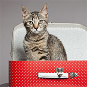 link to What To Do With Your Pet When You Travel