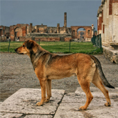 link to When Disaster Strikes: Tips to Keep Your Pets Safe for the Next Natural Disaster.