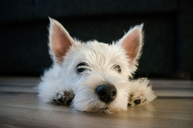 Clean House With Pets