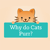link to Why Do Cats Purr?