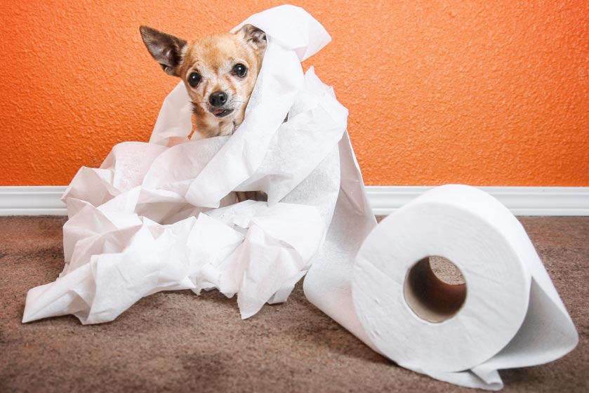 dog in toilet paper