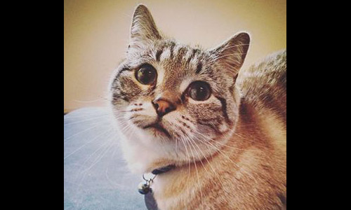 Pet of the Week