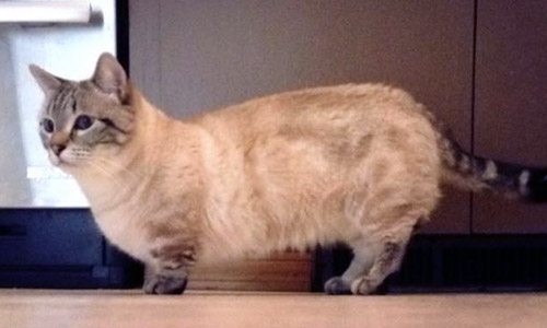 Pet of the Week