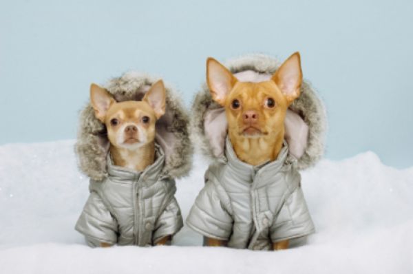 Winter Dogs