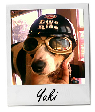 Pet of the Week photo