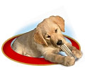 Puppy Ziggies