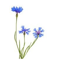 Budibar-Chicory Root Fiber