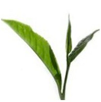 Budibar-Green Tea Amino Acid