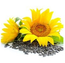 Budibar-Sunflower Seeds