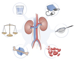 kidney health