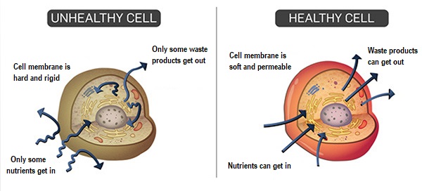 Healthy cells verses unhealthy cells