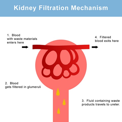 kidney filtration
