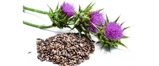 milk thistle