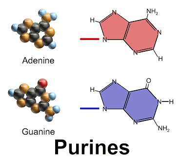 purines