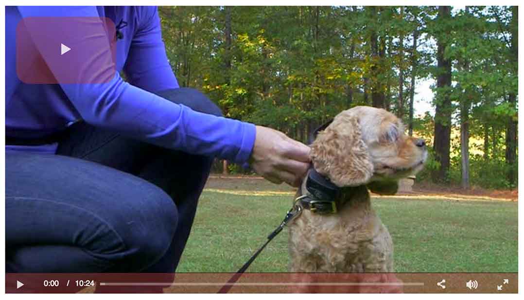 Steve's BEST Dog Training Collars Buyer's Guide w/ Ratings & Reviews