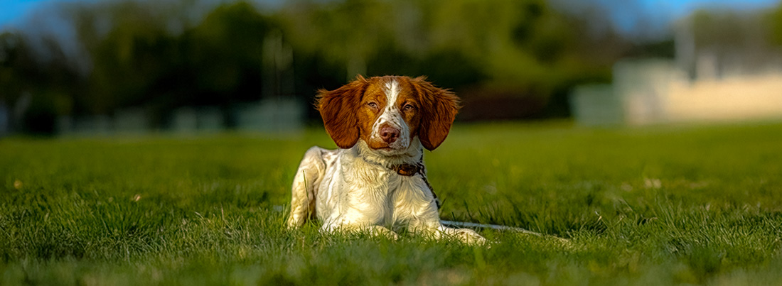 gun dog brittany pup on a cable gang at a Ronnie Smith Seminar