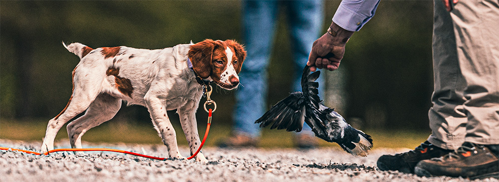 introducing brittany puppy to birds -- pigeon