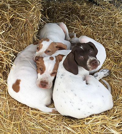 Cute Puppy Photo