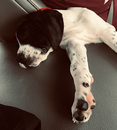 Cute Puppy Photo