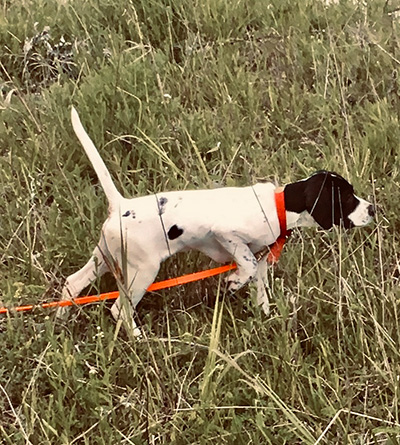 Cute Puppy Photo
