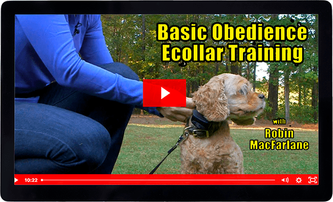 SportDOG Contain + Train 1-Dog System SDF-CT | Gun Dog Supply
