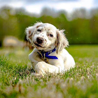 setter pup at a Ronnie Smith Seminar