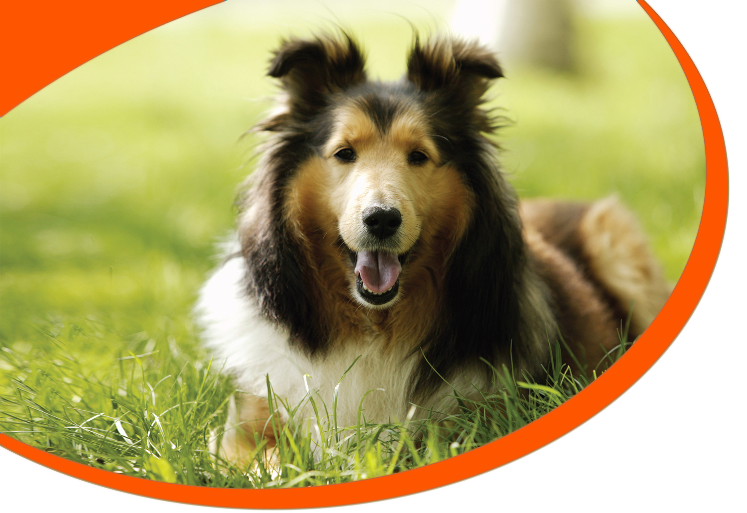 circuit board assembly for power pet door