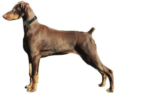 terminator anti-bark dog collar