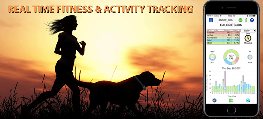 Train your dog from your phone with Bluefang