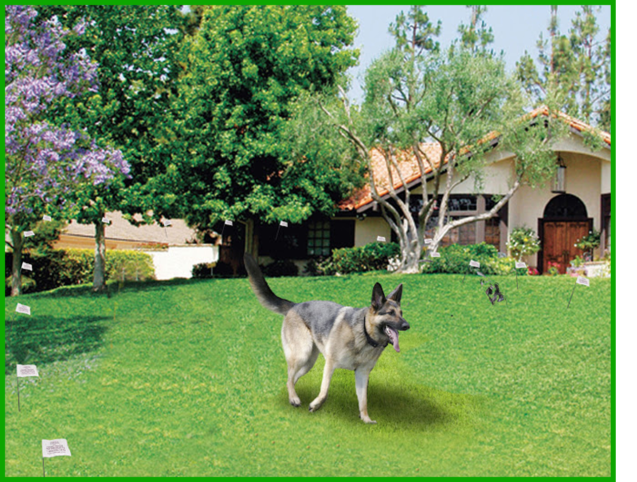 Keep your dog safe with the humane contain electric fence system