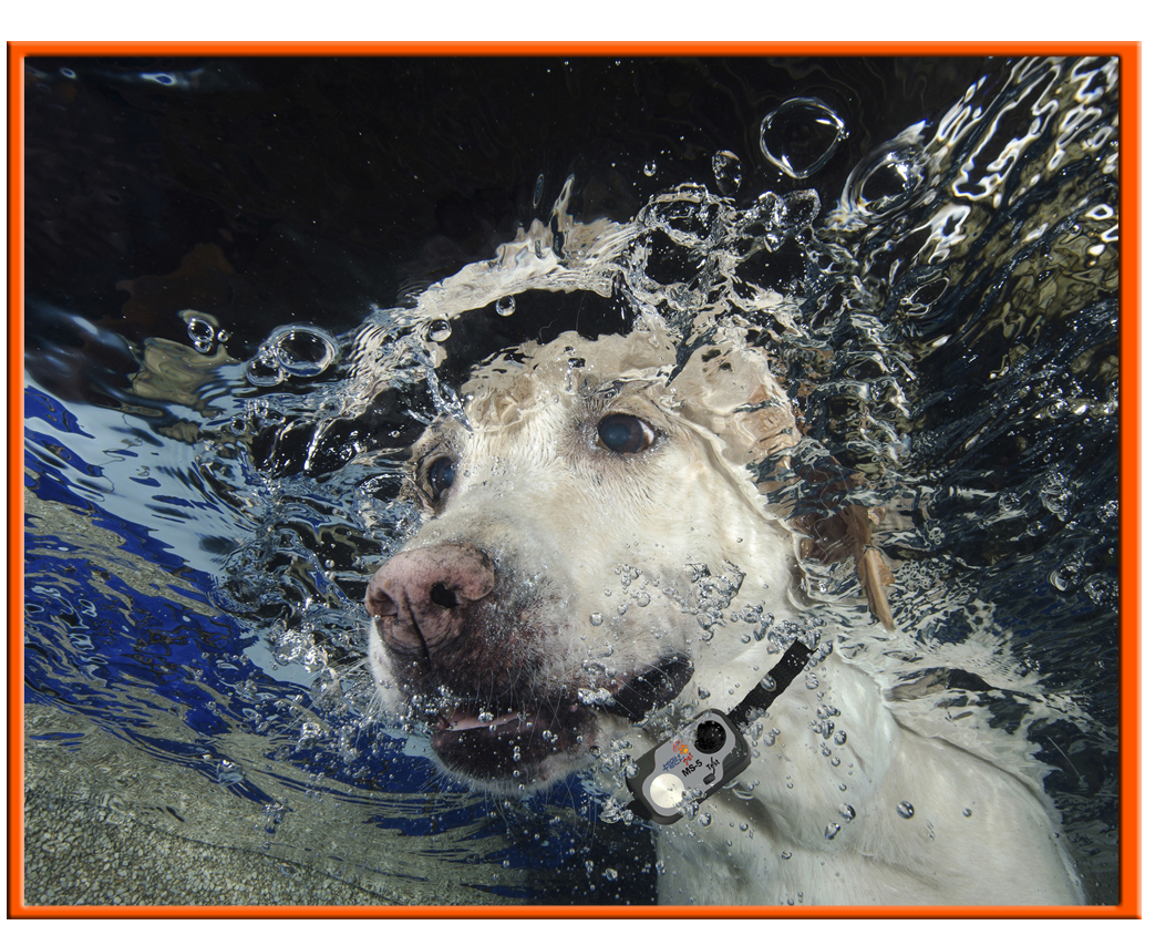 fully waterproof dog collar