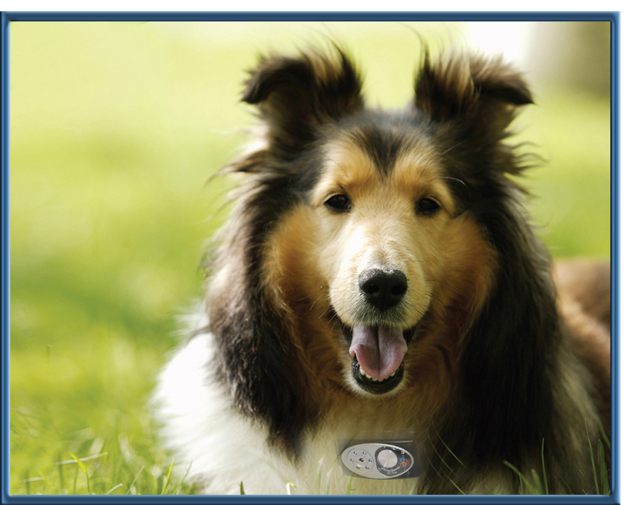 rx-10 electronic dog collar for invisible fence