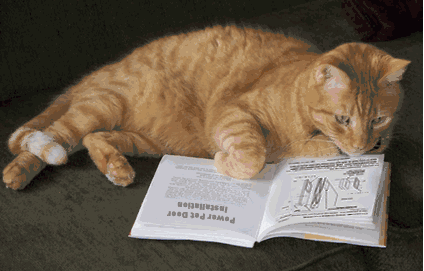 Wressle the Cat loves high tech pet training shock collars for dogs