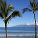 Maui Search