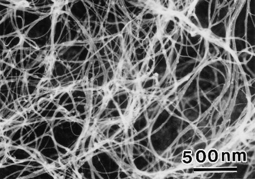 Single-wall Nanotube SEM image