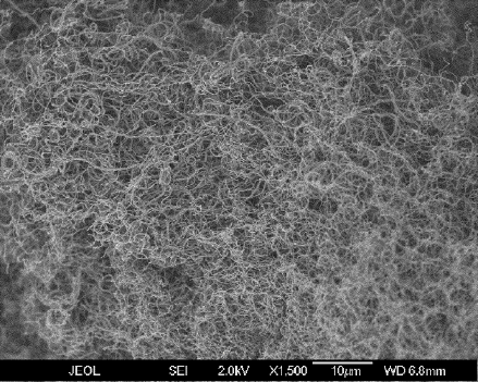 carbon nanotube SEM image