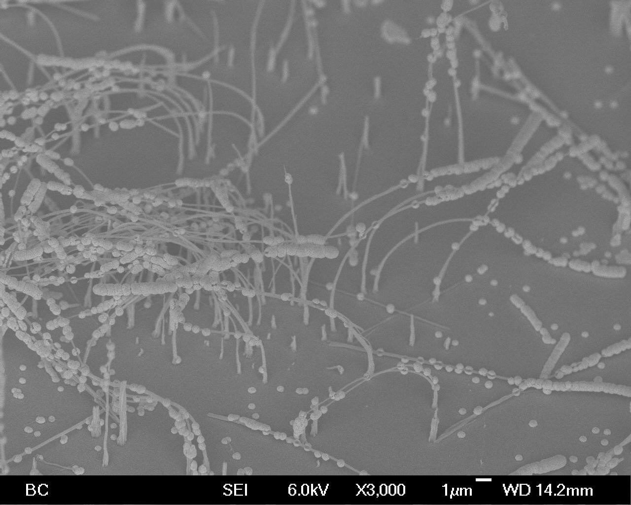 carbon nanotubes coated with silver