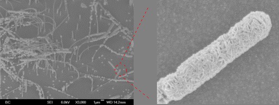 silver coated carbon nanotubes