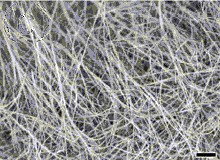 image of Zinc Oxide nanowires, linked to price list
