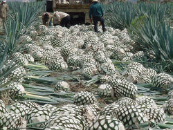 calories in agave nectar ORGANIC FAIR TRADE BLUE AGAVE NECTAR
