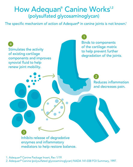 How Adequan Canine Works