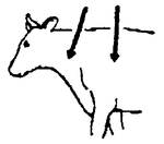 Agri-Mectin cattle dosage chart