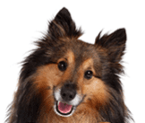 happy-dog