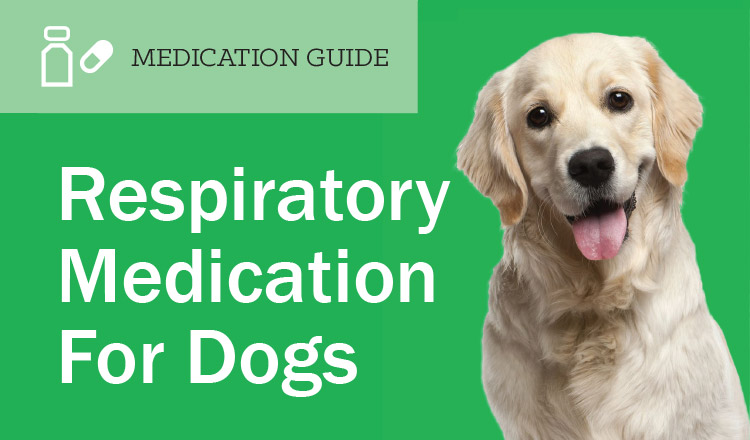 Respiratory Medication in Dogs