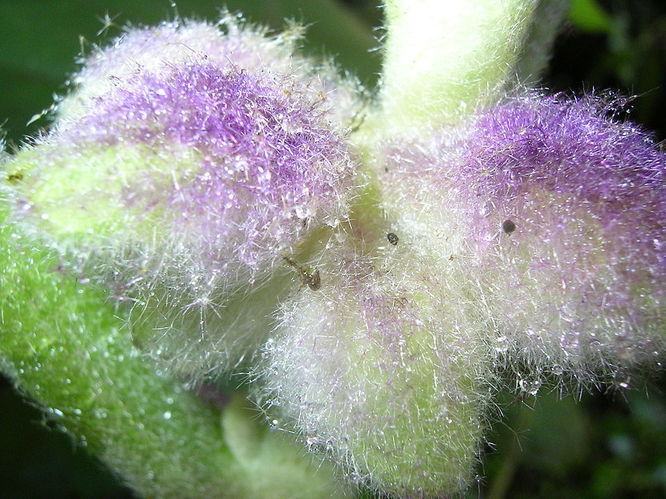 Trichomes