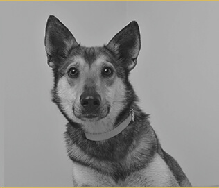 Pet