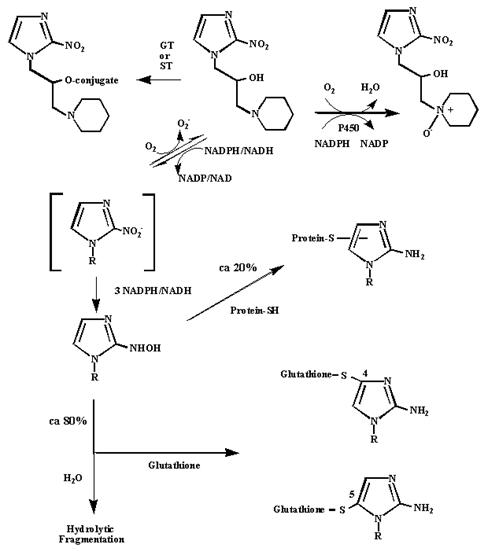 Mechanism for the activation and binding of pimonidazole to hypoxic cells