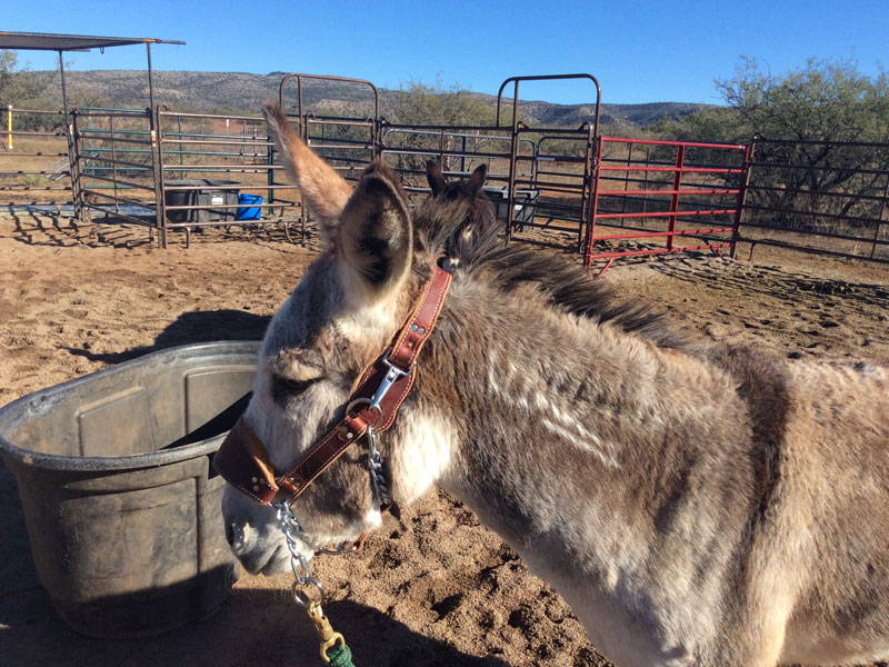 Donkey