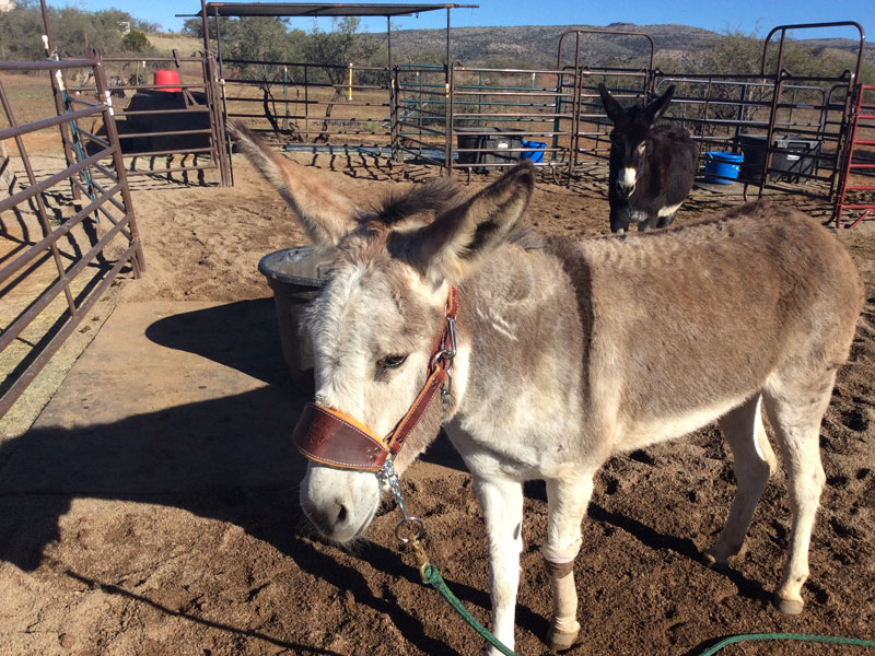 Donkey